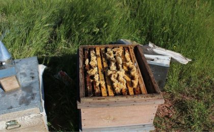 6 Yıldır Böylesi Görülmedi: Fiyatı Bin Liradan Aşağı Olmaz Dendi!