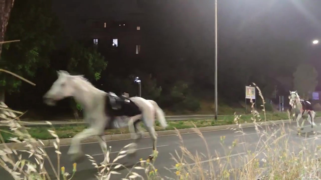 İtalya’da geçit töreni için getirilen atlar kaçtı: 2’si ağır 4 yaralı