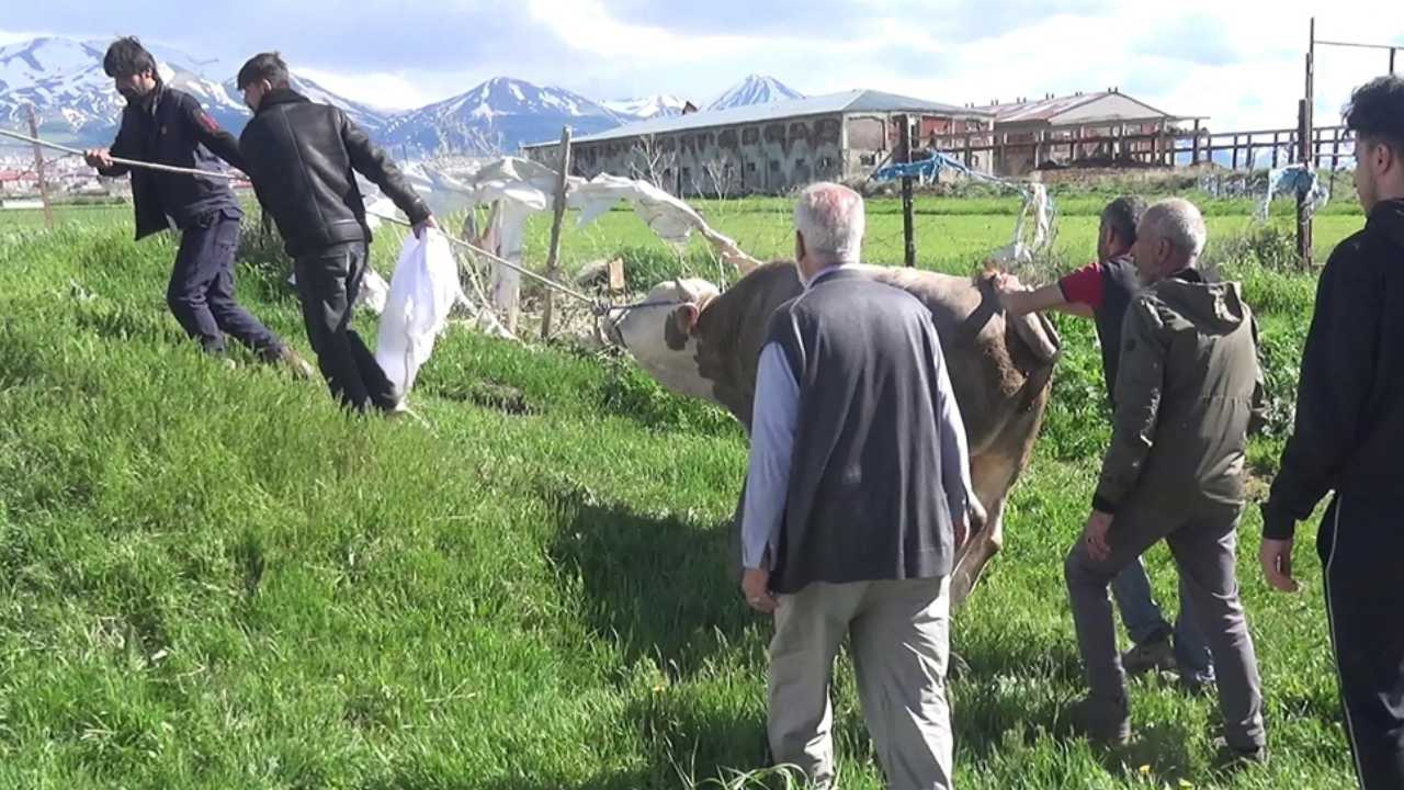 Kurban kesimi sonu oldu: Kalp krizi geçirdi