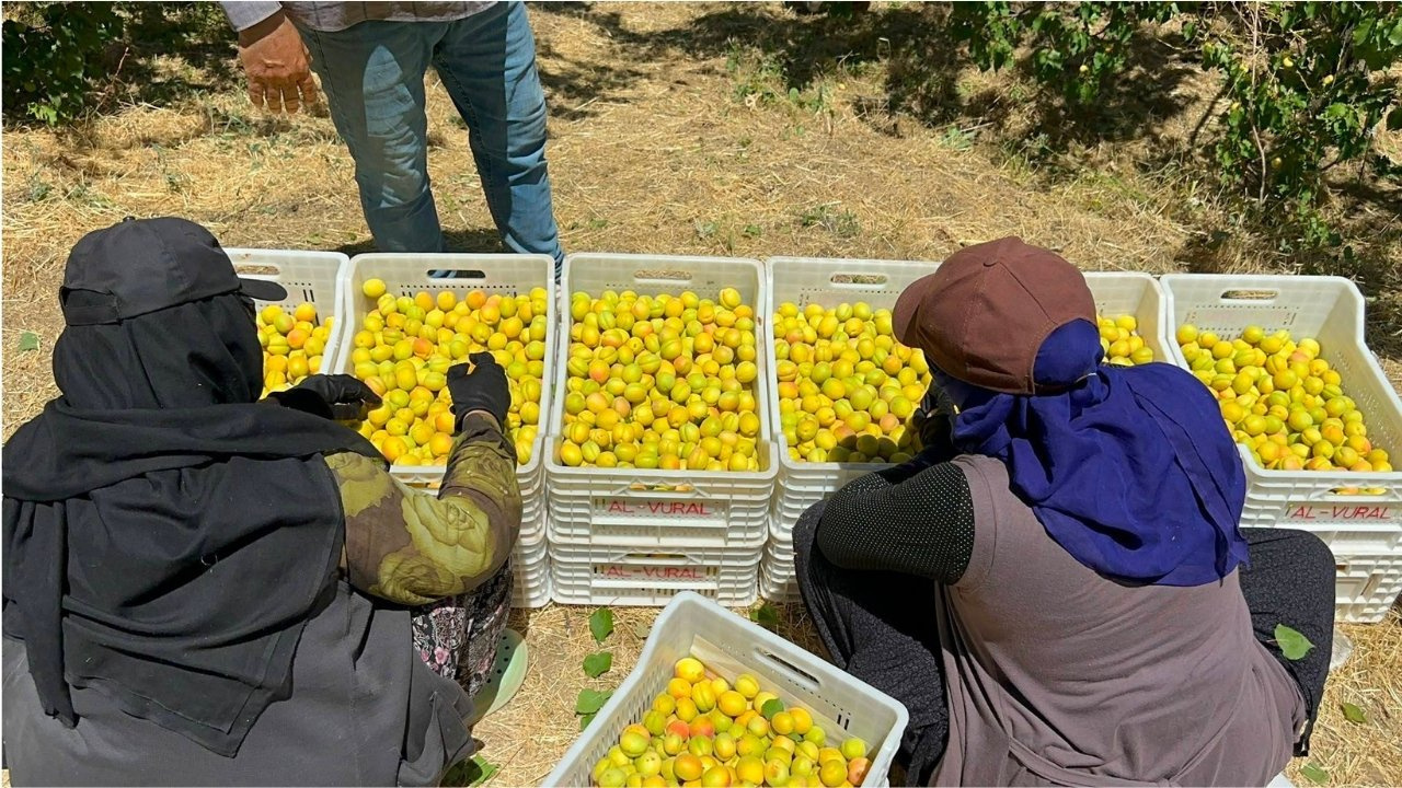 Dünyanın Bir Numarası için Hasat Başladı: Tam 45 Gün Sürecek