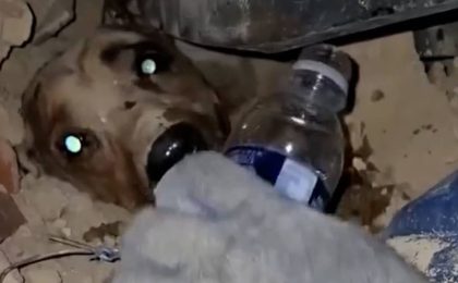 Enkazın Altından Acı Dolu Havlama Sesleri Duyuldu! Gisele Nefes Kesen Operasyonla Kurtarıldı