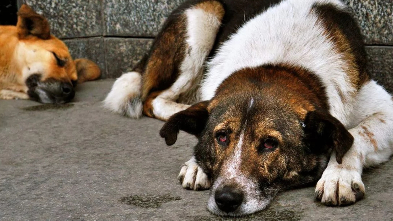 Valilik Tüm Sokak Köpeklerinin Toplandığını Duyurdu: Gözden Kaçanları Arıyorlarmış