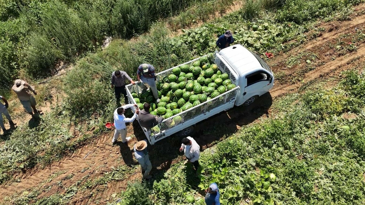 Yazın Vazgeçilmez Lezzetinde İlk Hasat Başladı: Kasım Ayına kadar Sürecek